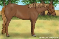 Horse Color:Chestnut 