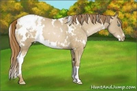 Horse Color:White Spotted Buckskin Pearl Appaloosa 