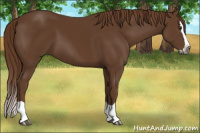 Horse Color:Gray Chestnut Splash 