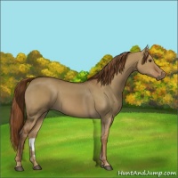 Horse Color:Red Dun