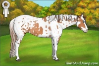 Horse Color:Bay Splash Tobiano Appaloosa  and Bay Splash Appaloosa 
