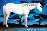 Horse Color:Black Sabino Appaloosa 