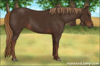 Horse Color:Gray Chestnut 