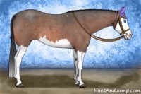 Horse Color:Bay Roan Splash 
