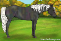 Horse Color:Gray Midnight Palomino 