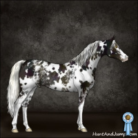 Horse Color:White Spotted Midnight Liver Chestnut Mushroom Rabicano 