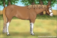 Horse Color:Chestnut Splash 