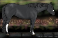Horse Color:Black and Black