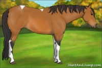Horse Color:Bay Tobiano 