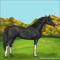 Horse Color:Black  and Black 
