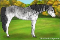 Horse Color:White Spotted Blue Roan Rabicano and White Spotted Blue Roan Rabicano
