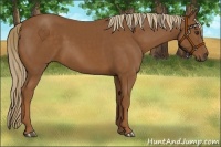 Horse Color:Chestnut 