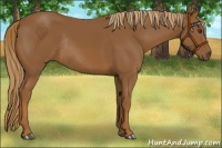 Horse Color:Chestnut Rabicano 