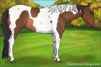 Horse Color:Bay Tobiano Rabicano 