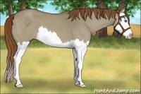 Horse Color:Red Dun Splash