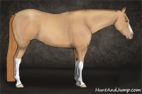 Horse Color:Gold Champagne 