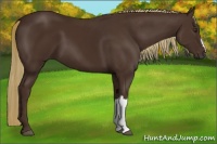Horse Color:Liver Chestnut 
