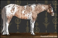 Horse Color:Bay Splash Tobiano Appaloosa  and Amber Champagne Splash Tobiano Appaloosa 