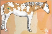 Horse Color:White Spotted Silver Buckskin Splash 