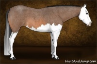 Horse Color:Bay Roan Splash