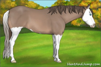 Horse Color:Gray Perlino Splash