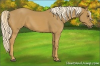 Horse Color:Palomino Rabicano 