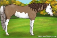 Horse Color:Liver Red Dun Splash 