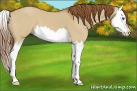 Horse Color:Red Dun Splash 