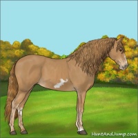 Horse Color:Chestnut and Chestnut Frame