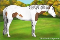Horse Color:Bay Sabino Splash Tobiano Appaloosa
