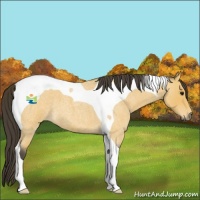 Horse Color:Buckskin Roan Tobiano