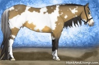 Horse Color:White Spotted Buckskin Frame