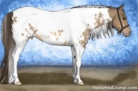 Horse Color:White Spotted Buckskin Tobiano Appaloosa