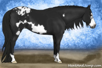 Horse Color:Gray Black Frame Appaloosa 