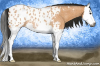 Horse Color:Gray Buckskin Roan Splash Appaloosa Rabicano 