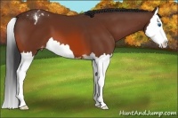 Horse Color:Bay Sabino Splash Appaloosa