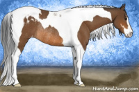 Horse Color:Bay Sabino Tobiano Appaloosa Rabicano