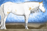 Horse Color:White Spotted Silver Buckskin Splash Tobiano Rabicano