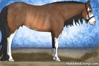 Horse Color:Bay Sabino Rabicano
