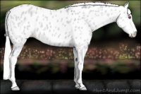 Horse Color:Silver Classic Champagne Chinchilla Dun Sabino Appaloosa 