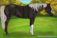 Horse Color:Midnight Silver Black 