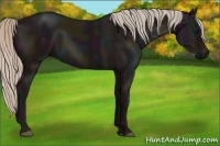 Horse Color:Midnight Silver Black 