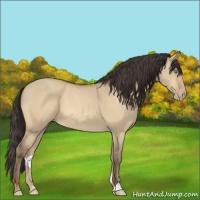 Horse Color:Amber Champagne Dun Sabino 