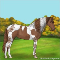 Horse Color:Chestnut Tobiano