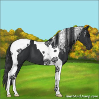 Horse Color:Black Tobiano 