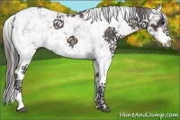 Horse Color:Smoky Black Sabino 