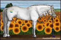 Horse Color:Bay Dun Sabino Frame Rabicano 