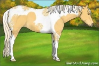 Horse Color:Palomino Tobiano 