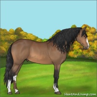 Horse Color:Bay Sabino