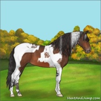 Horse Color:Bay Tobiano Varnish 